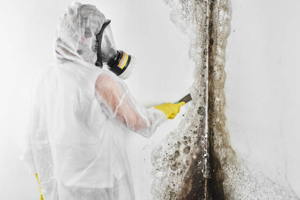 Certified Mold Removal in Taylorsville, NC