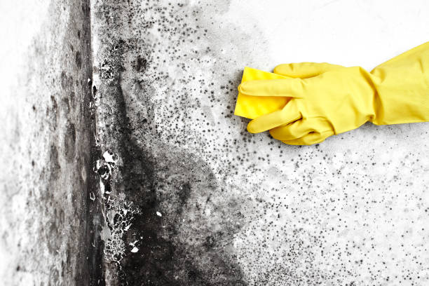 Trusted Taylorsville, NC Mold Removal Experts