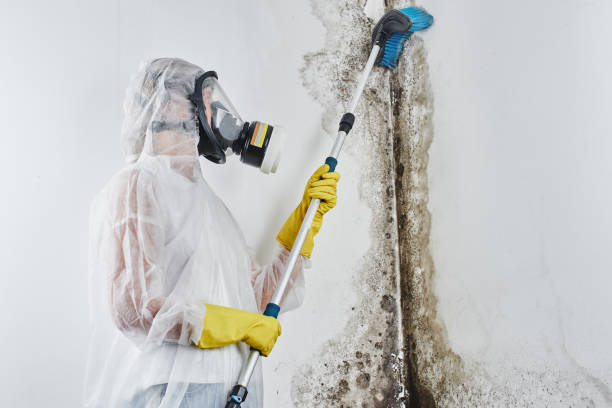 Best Local Mold Removal Service  in Taylorsville, NC