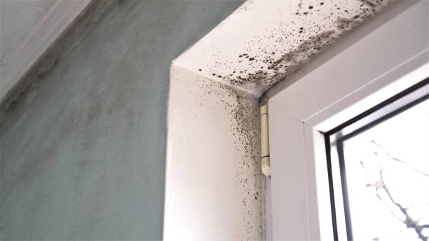 Best Commercial Mold Removal  in Taylorsville, NC