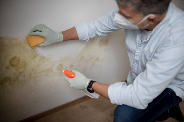 Best Professional Mold Removal  in Taylorsville, NC