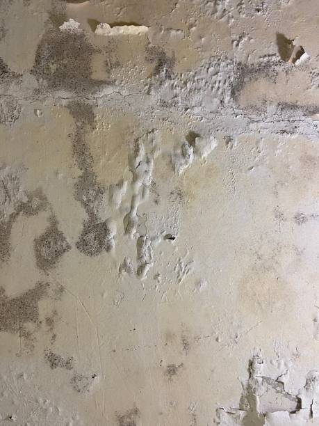 Best Water Damage Restoration  in Taylorsville, NC