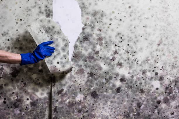 Best Emergency Mold Removal  in Taylorsville, NC